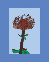 10_banksia-flower-coloured.jpg